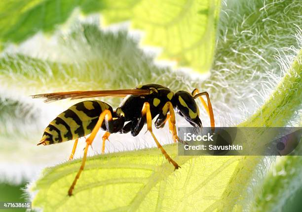 말벌 겹눈에 대한 스톡 사진 및 기타 이미지 - 겹눈, 곤충, 노랑