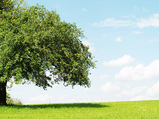 lonely tree - alleine fotografías e imágenes de stock