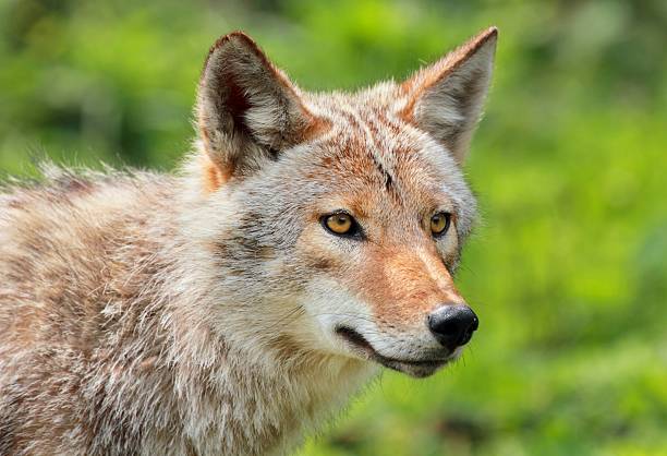 istock portrait of coyote 471638745