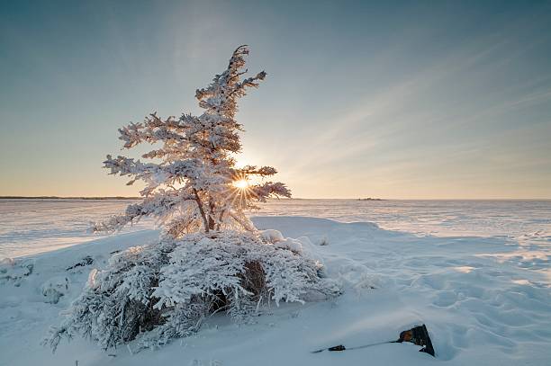 Sun rise on cold morning Sun rising on Great Slave Lake, near Yellowknife, Northwest Territories Canada from behind frost coved tree. great slave lake stock pictures, royalty-free photos & images