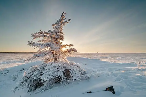 Sun rising on Great Slave Lake, near Yellowknife, Northwest Territories Canada from behind frost coved tree.