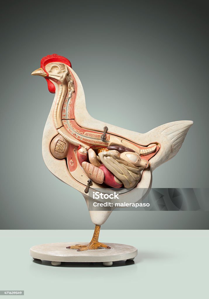 Chicken anatomical model Chicken anatomical model. Anatomical Model Stock Photo