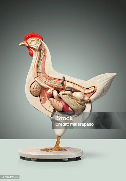 Chicken Anatomical Model Stock Photo - Download Image Now - Anatomical Model, Bird, Chicken - Bird