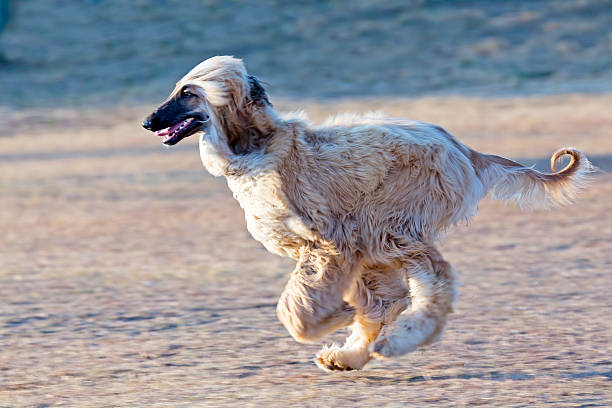 Afghan hound dog on the run stock photo