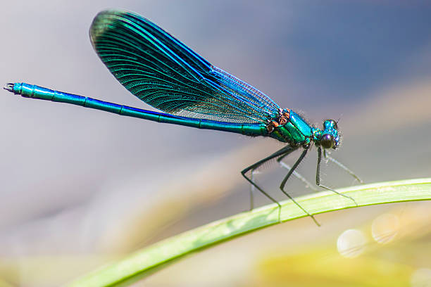 istock The Banded Demoiselle (Calopteryx splendens) 471639813