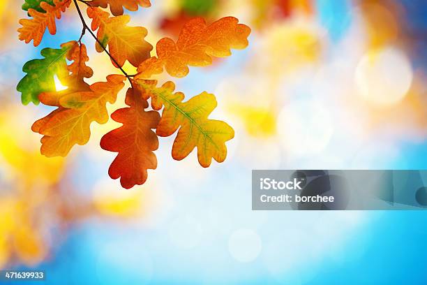 Foto de Folhagem De Outono e mais fotos de stock de Outono - Outono, Plano de Fundo, Foco no primeiro plano