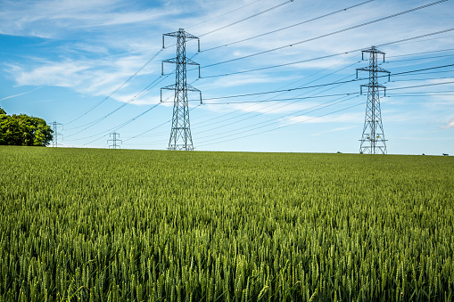 An electricity pylon towering over an arable field of corn on a clear summers day with a blue sky and whispy white cloud.