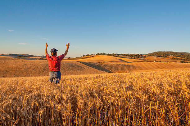 mains de fermier de blé soulève thankfulness de culture (p) - washington state spokane farm crop photos et images de collection