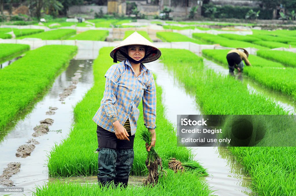 Vietnamita farmer - Foto de stock de Agricultor royalty-free