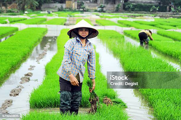 Foto de Vietnamita Farmer e mais fotos de stock de Agricultor - Agricultor, Agricultura, Arroz - Alimento básico