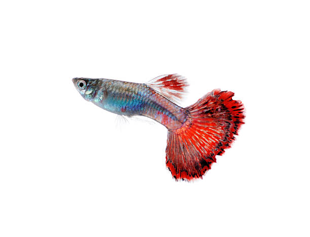istock guppy pet fish swimming isolated 471641254