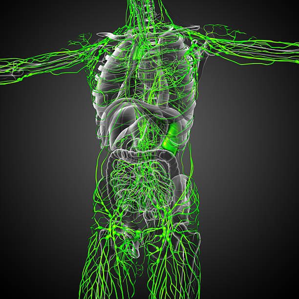 3 d render medizinische illustration des Lymphsystem – Foto