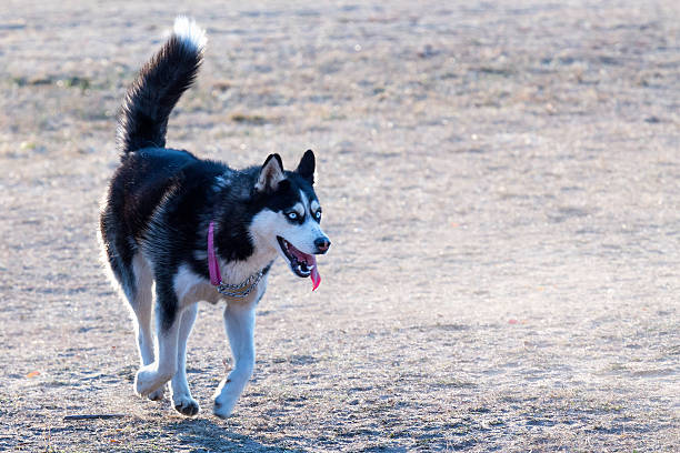 istock Siberian Husky on the trot 471641445