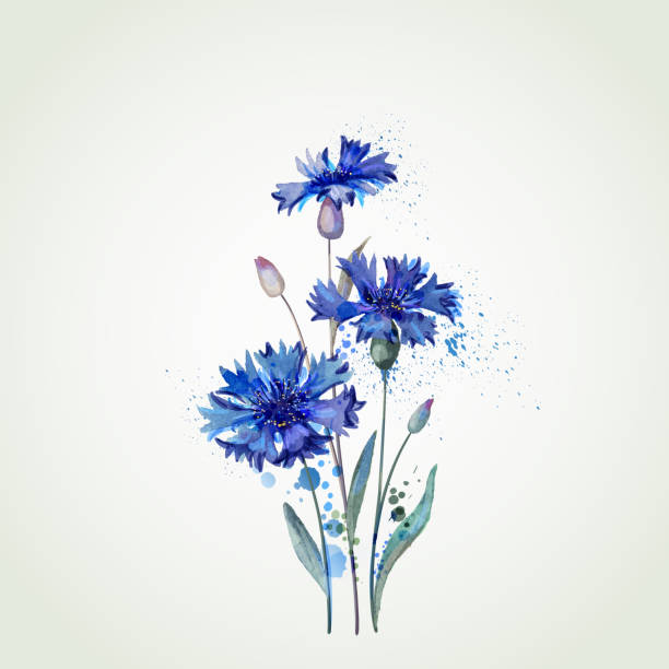 blue cornflowers - chaber stock illustrations