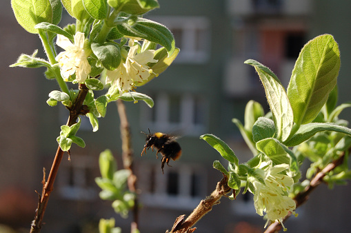 Bumblebee likes nectar on a shrub in blossom on balcony in the city