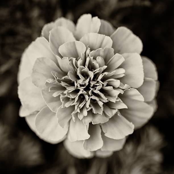 istock Abstrackt of a  Tagetes lemmonii flower 471641831