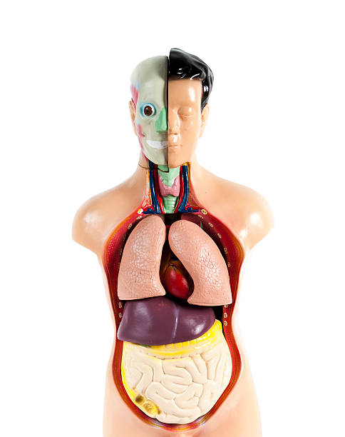 istock Human anatomy mannequin isolated on white background 471642041