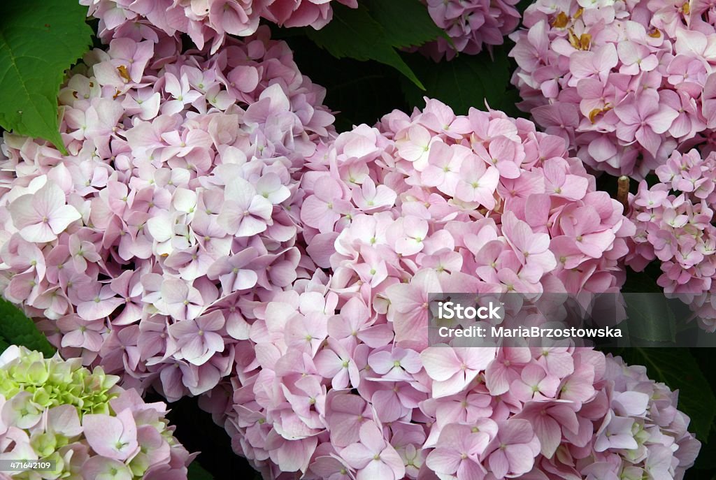 hydrangea lila flowers close up Bunch Stock Photo