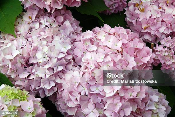 Hydrangea Lila Flowers Close Up Stock Photo - Download Image Now - Bunch, Bunch of Flowers, Close-up