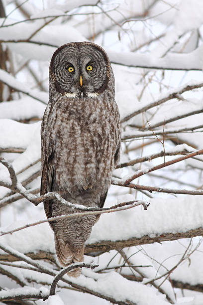 istock Great Gray Owl Upright in Snow 471642305