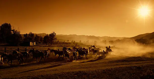 A Cowboy and Cowgirl driving a herd of horses out  to pasture to eat and to rest from their day's labors on the ranch.  Blazing sunset.  Dust being kicked up by the horses.  That big Montana sky in the background and a string of Rocky Mountains lining the skyline.  Horses are eager and moving at a fast pace.  Riders are bringing up the rear driving them onward.  Copy Space.