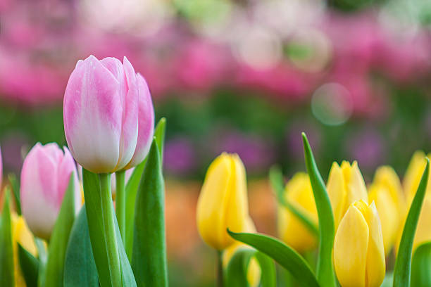 istock Fresh colorful tulip 471642688