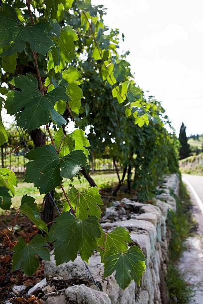 de vino road - pierluigi collina fotografías e imágenes de stock