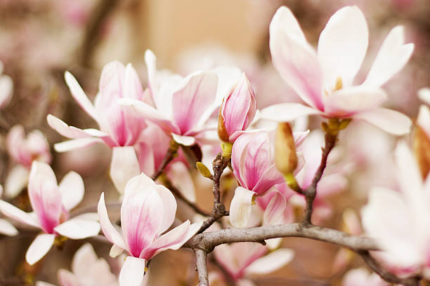 istock Close up of a branch with flowers 471643041