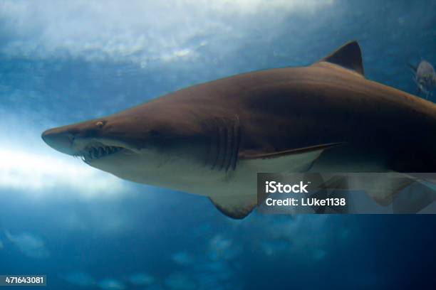 Blacktip Shark - zdjęcia stockowe i więcej obrazów Fotografika - Fotografika, Horyzontalny, Kieł - Zęby zwierzęcia