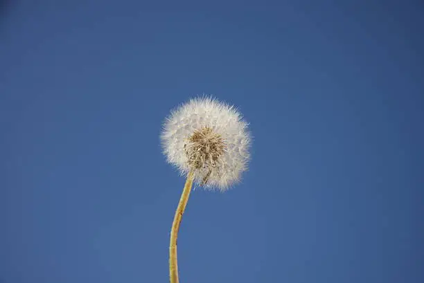 blowball in front of a blue sky