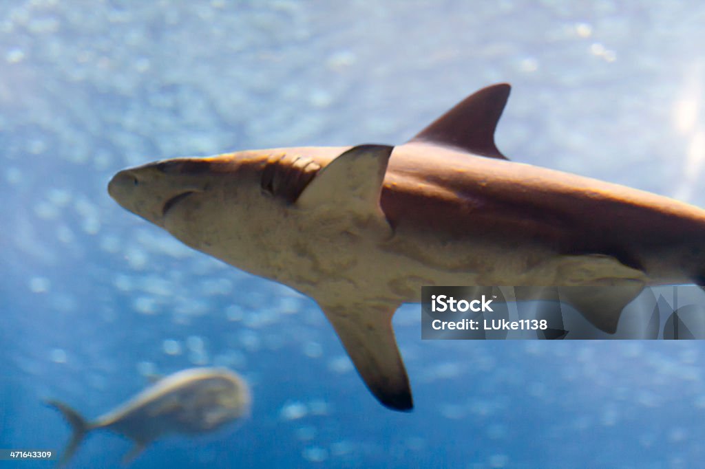 Tubarão Blacknose - Royalty-free Animais caçando Foto de stock