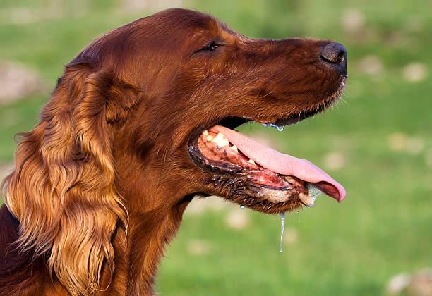 Drooling dog Drooling Irish Setter dog in a hot Summer day Saliva stock pictures, royalty-free photos & images