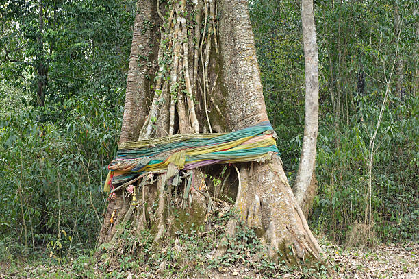istock Bodhi tree, Faith,religio us 471644023