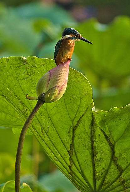 Lotus y bird - foto de stock