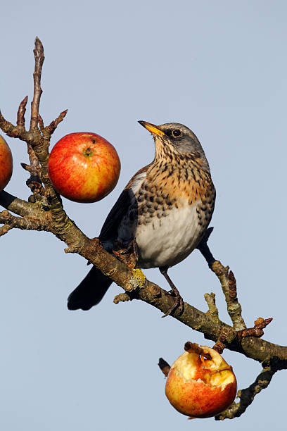 istock Fieldfare, Turdus pilaris 471644901