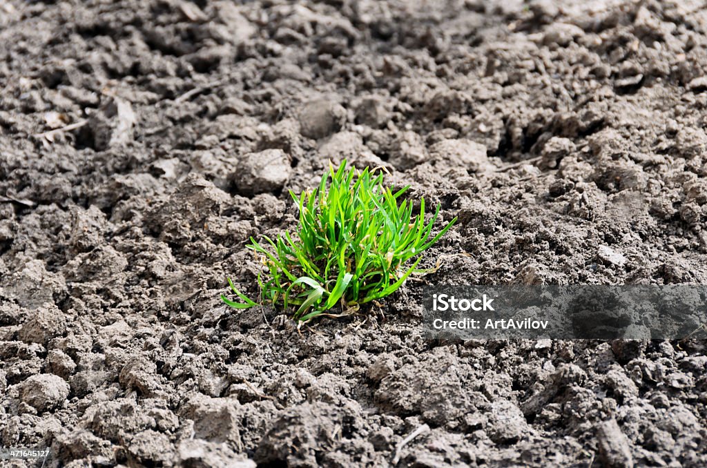 Verde em capitonê de grama - Foto de stock de Agricultura royalty-free