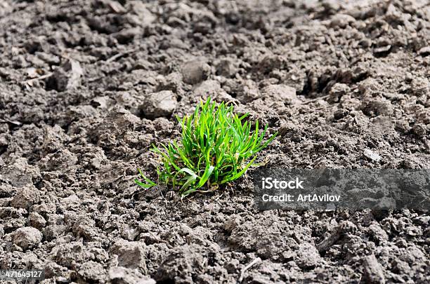 Foto de Verde Em Capitonê De Grama e mais fotos de stock de Agricultura - Agricultura, Clima, Crescimento