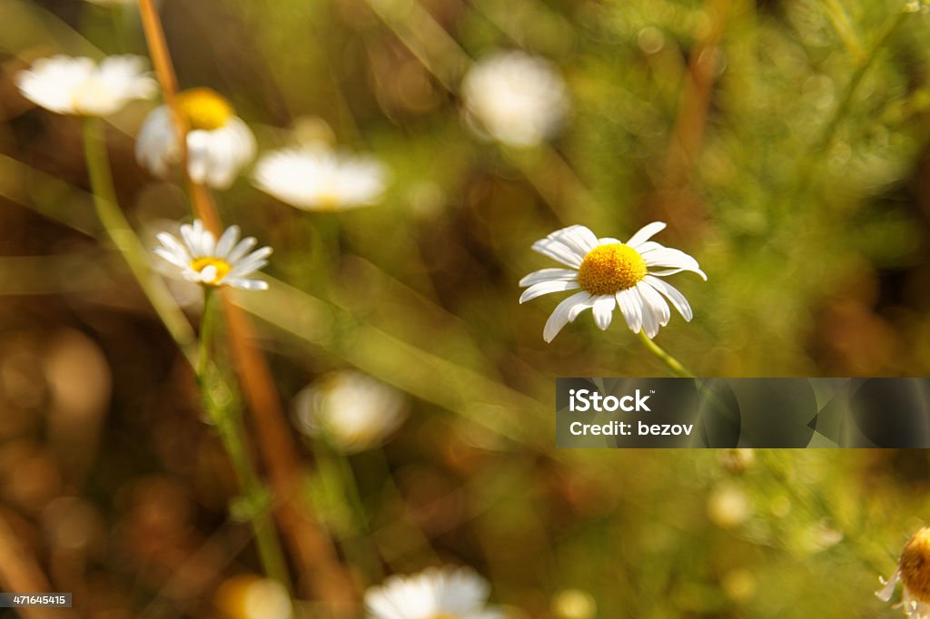 Camomiles campo (XXXL dimensioni) - Foto stock royalty-free di Affettuoso