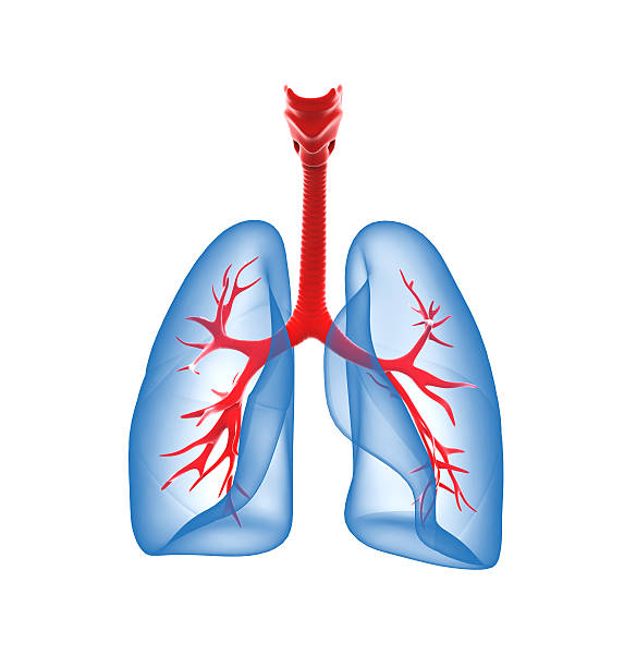 istock 3D medical illustration - lungs with visible bronchi 471645815