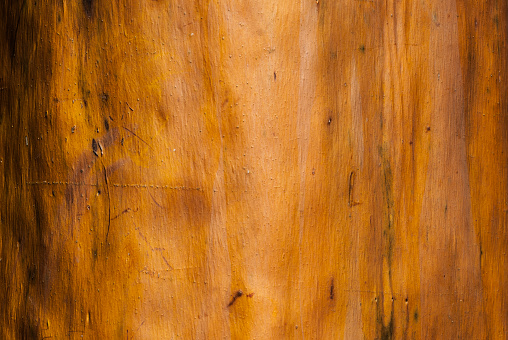 Mulato Tree Pau Mulato Tree Stock Photo - Download Image Now - Wood - Material ...