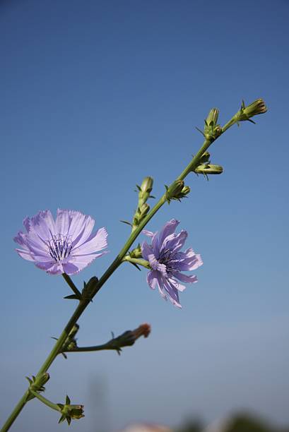 blue flower stock photo