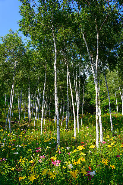 リリーとホワイトのバーチ - birch tree tree downy birch white ストックフォトと画像