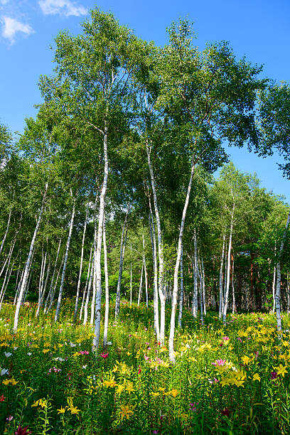 リリーとホワイトのバー�チ - birch tree tree downy birch white ストックフォトと画像