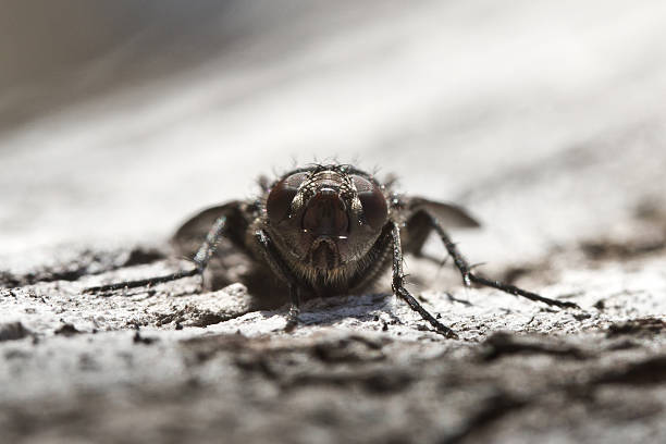 istock Lord of the flies, 471646841