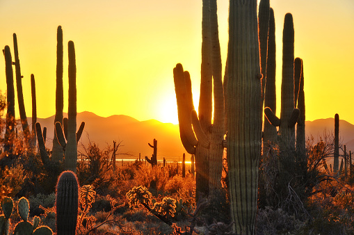 Segunda atardecer en el Parque Nacional Saguaro cerca de la ciudad de Tucson, Arizona. photo