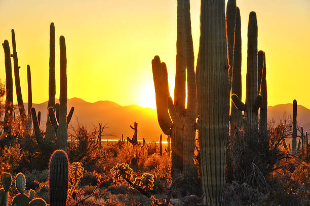 Second Sunset at Saguaro National Park near Tucson Arizona. At Saguaro National Park, Tucson Arizona, right at sunset January 2015. saguaro cactus stock pictures, royalty-free photos & images