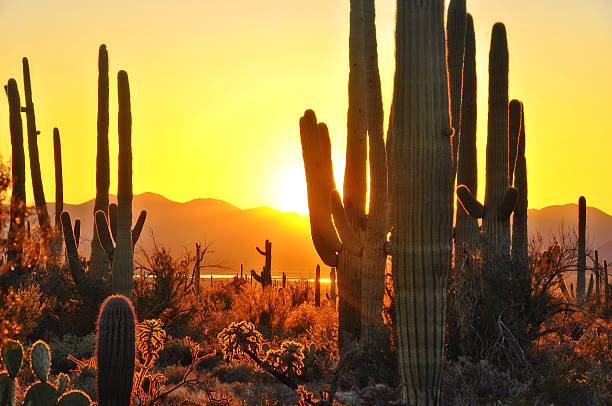 Second Sunset at Saguaro National Park near Tucson Arizona. At Saguaro National Park, Tucson Arizona, right at sunset January 2015. phoenix stone stock pictures, royalty-free photos & images