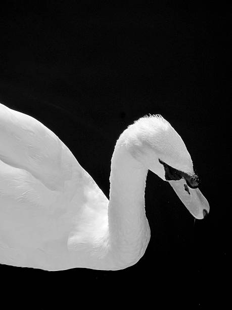 istock swan on a lake in Norfolk,UK. 471647812