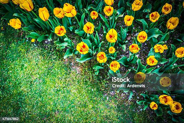 Bella Primavera Fiori Di Tulipano Giallo - Fotografie stock e altre immagini di 2015 - 2015, Aiuola, Bellezza naturale