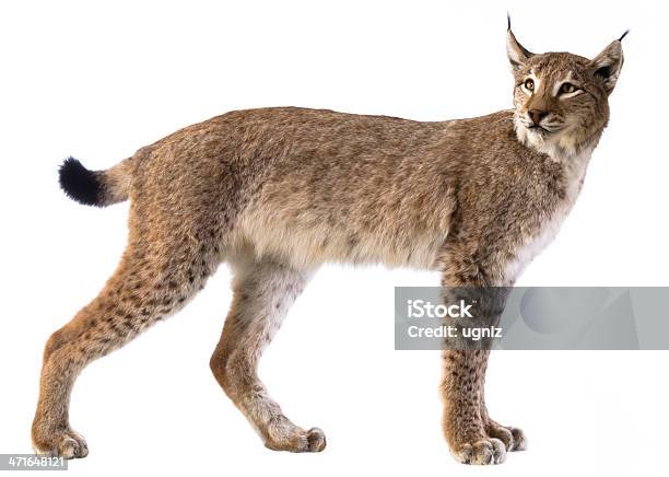 Photo libre de droit de Lynx Eurasien banque d'images et plus d'images libres de droit de Lynx - Lynx, Lynx américain, Objet ou sujet détouré